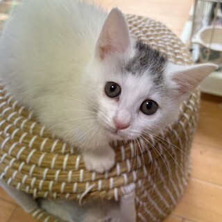 おかっぱ風キトンキャップ美少女！約2ヶ月