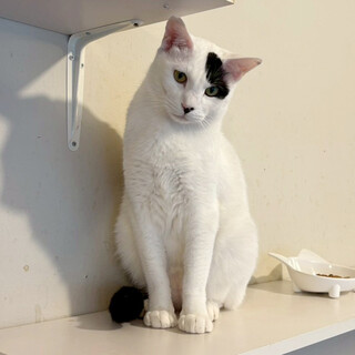 つぶらな瞳とおでこの海苔がすてきなニッパー