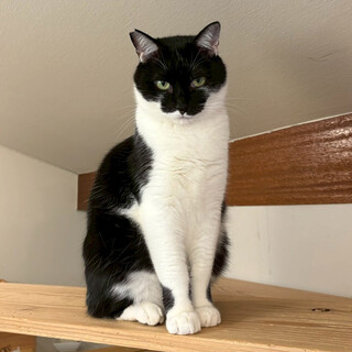 すてきなマスクをつけた甘えん坊の男の子♡