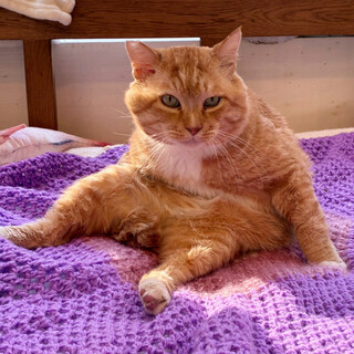 超甘えん坊♡撫でられることが大好き！