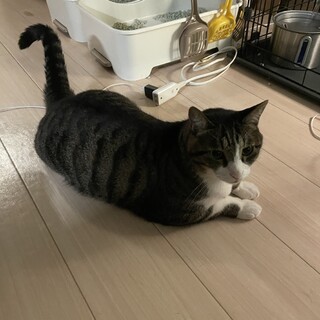 人懐っこいハチワレちゃん