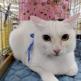 真っ白の毛が美しい♡コットンくん