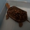 クサガメ里親募集 サムネイル2