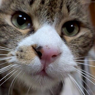 【人馴れ抜群】ワイルド系ゴロニャンな男の子