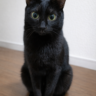 【人馴れ抜群】なでなで抱っこ大好きな黒猫の女の子