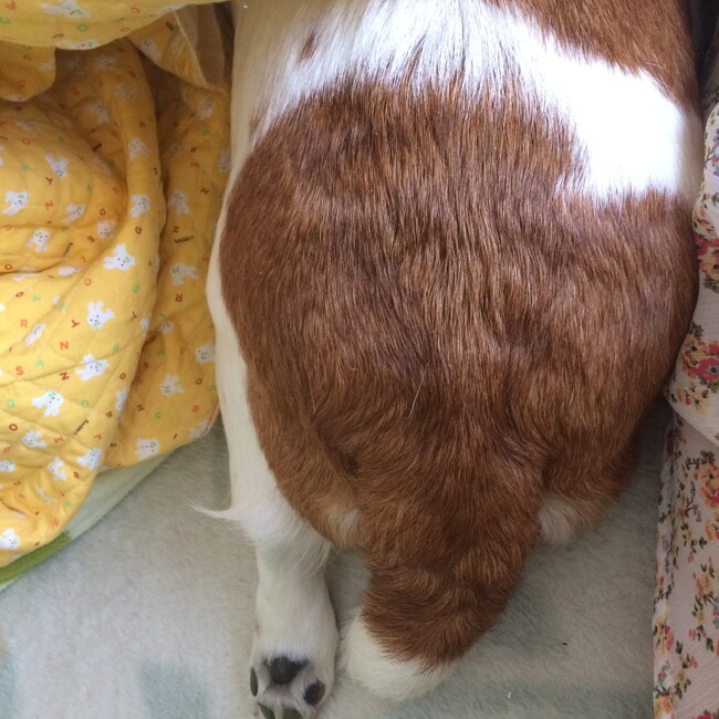 c_yamaのカバー写真