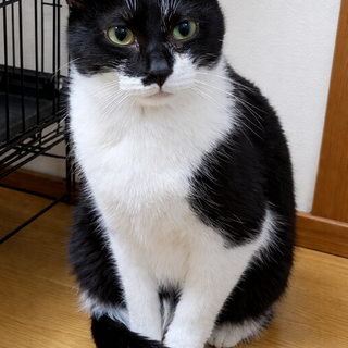 まるでバットマンなかわいい女の子