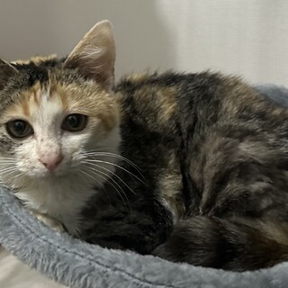 抱っこ大好き❤️愛情を独り占めしたい三毛猫さん