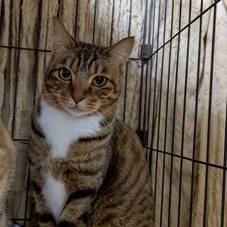 ベンガル風な模様にアンニュイな表情が魅力的な女の子