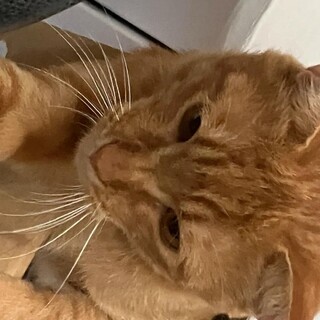 元野良猫とは思えないくらい甘えん坊で人慣れ抜群