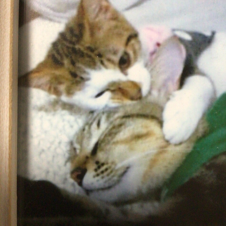 トノのカバー写真