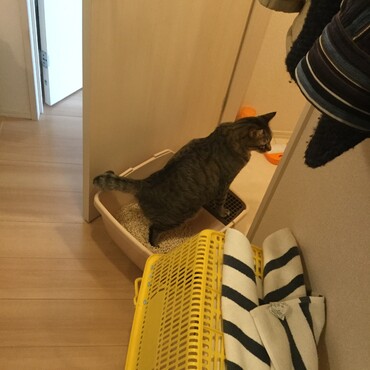 千葉に移住して来て間もない頃トイレ掃除をしていたら邪魔するように用を足しに来た時です