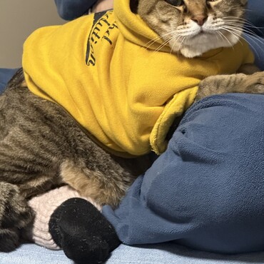 いつも人間の側にいないと落ち着かないみたいです