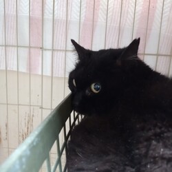 「黒ちゃん病院」サムネイル1