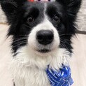 4歳ボーダーコリー