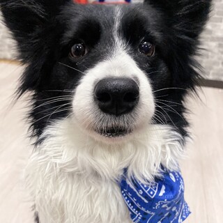 4歳ボーダーコリー