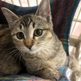 もうすぐ甘えん坊♪ムギワラの天津ちゃんです♪