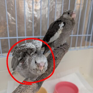 オカメインコ4羽