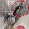 一時停止　オカメインコ4羽 サムネイル2