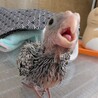 一時停止　オカメインコ4羽 サムネイル4