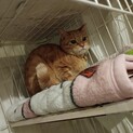 みつり：飼い主の離婚で2度目の保護