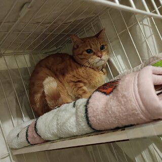 みつり：飼い主の離婚で2度目の保護