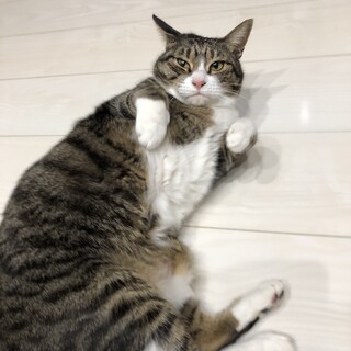 甘えん坊女の子里親募集