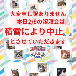 【積雪のため中止】◇ミャオ！ねこのおうち◇譲渡会◇