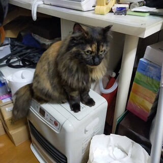 たぬき風の長毛サビ。高齢者、単身者可。