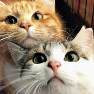 水かけ現場から保護◇甘ったれ茶豆くん