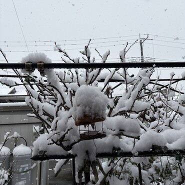 エサ台かき氷（＾∇＾）