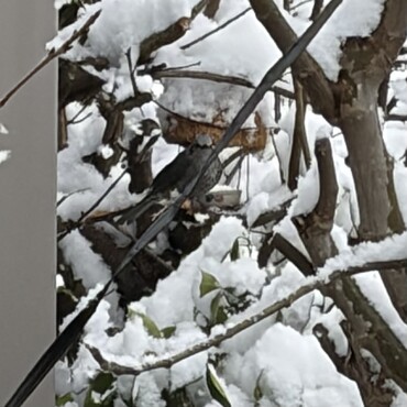 休まず出勤！ドヤ顔のヒヨちゃん♡