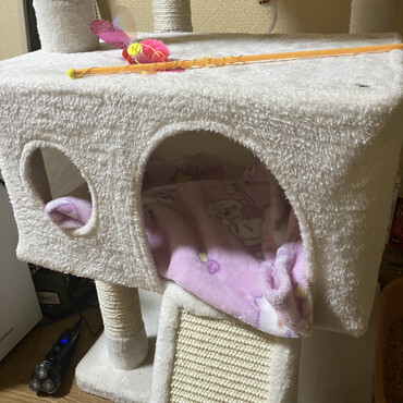 キャットタワーの中に里親様の匂いがついたブランケットを置きました。