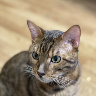 家族のように可愛がっていただける方