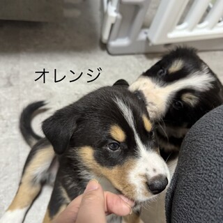 ハスキー✖️バーニーズ