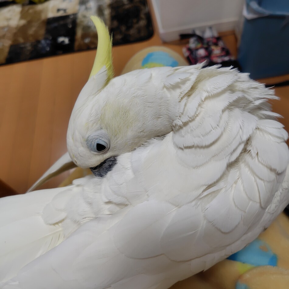 きいちゃんのカバー写真