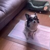 ブリーダーさんからです、チワワや他います