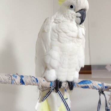 撫でられることが大好きなキバタンです