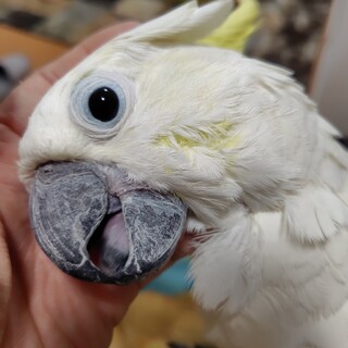 里親さんが決定しました