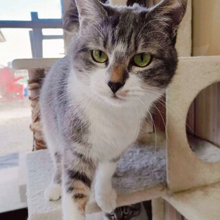 人が大好きな甘えん坊 華（はな）ちゃんです