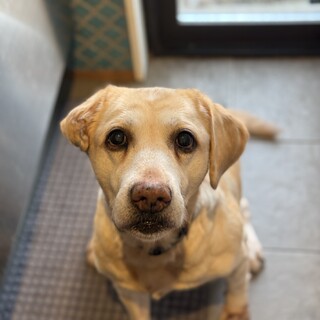 ベビーフェイスな【イヴ】シニアのレトリバーです