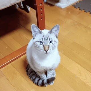 甘えたり隠れたり ツンデレの紅葉くんです