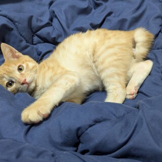 人が大好きな茶トラの男の子