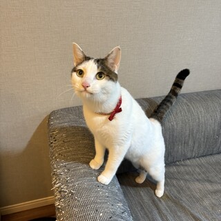 人懐こく穏やかな4歳の男の子_里親様募集 	