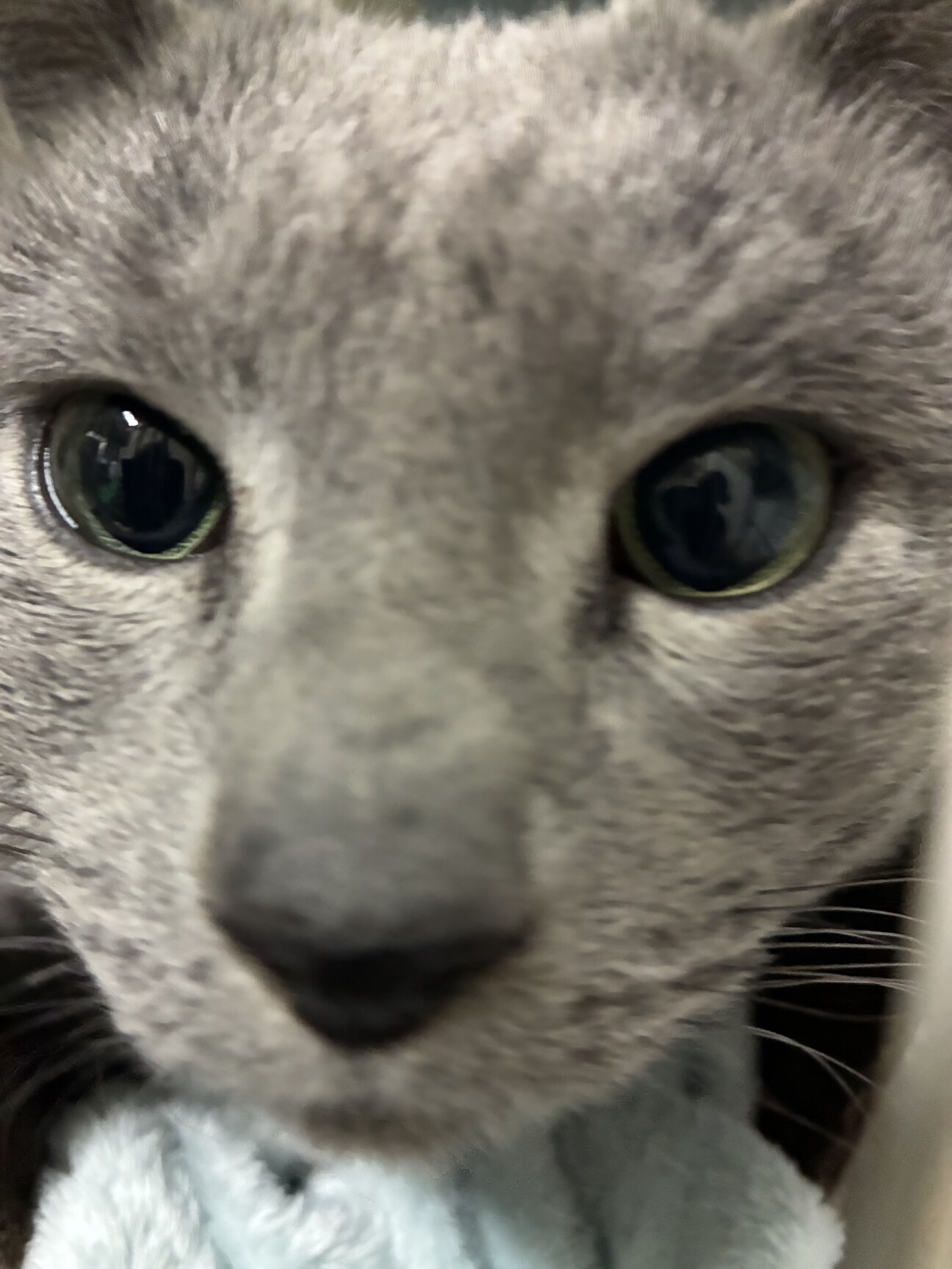 3/7(土)譲渡会参加ロシアンブルー♂ サムネイル1