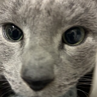 3/7(土)譲渡会参加ロシアンブルー♂