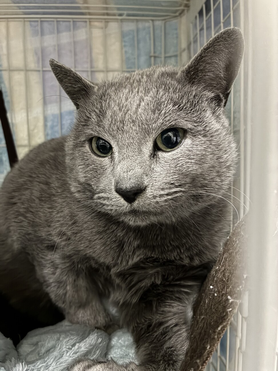 3/7(土)譲渡会参加ロシアンブルー♂ サムネイル2