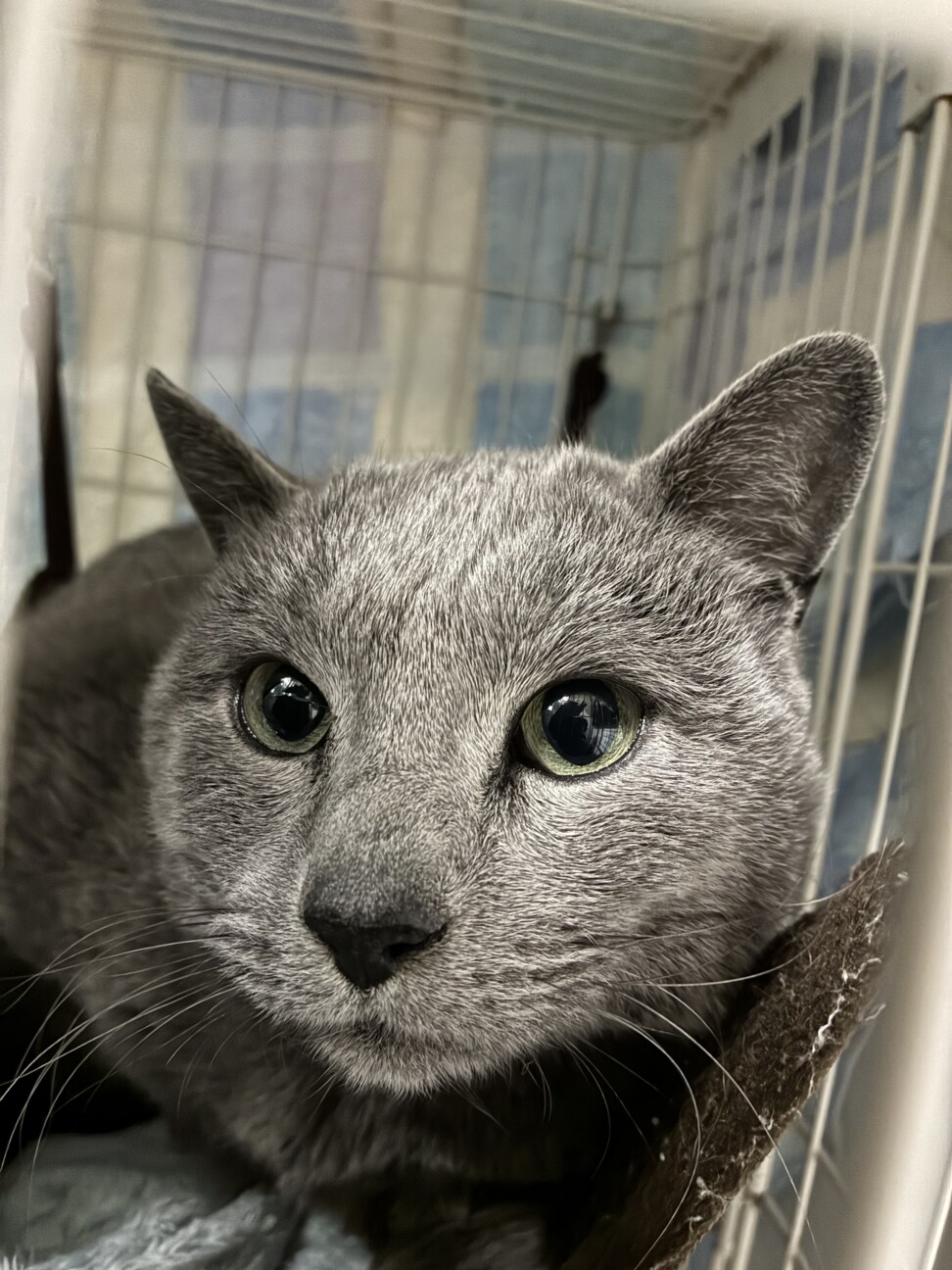 3/7(土)譲渡会参加ロシアンブルー♂ サムネイル3