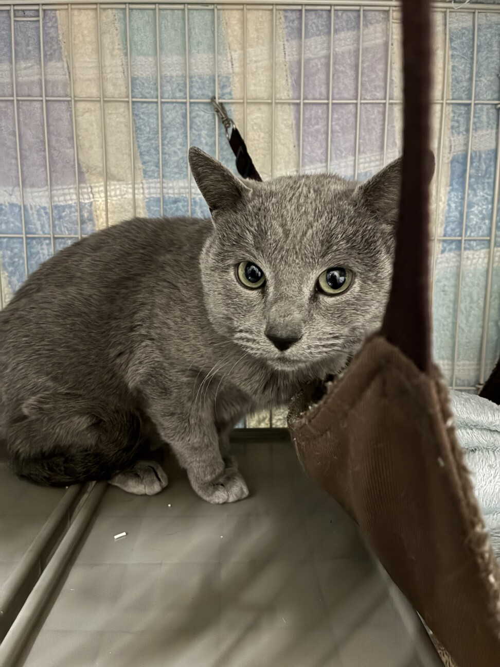 3/7(土)譲渡会参加ロシアンブルー♂ サムネイル4