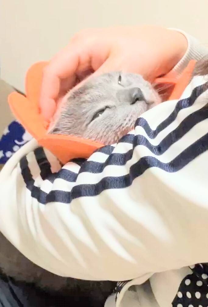 3/7(土)譲渡会参加ロシアンブルー♂ サムネイル5